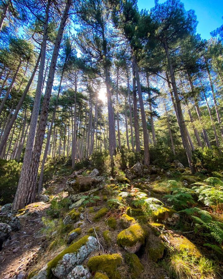 Auberge De La Foret Bonifatu Calenzana Dış mekan fotoğraf